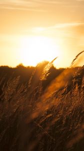 Preview wallpaper reeds, ears, field, sunset, nature, landscape