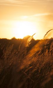 Preview wallpaper reeds, ears, field, sunset, nature, landscape