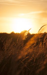 Preview wallpaper reeds, ears, field, sunset, nature, landscape