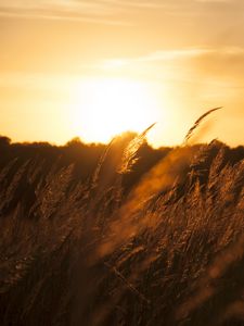 Preview wallpaper reeds, ears, field, sunset, nature, landscape