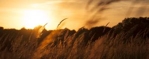 Preview wallpaper reeds, ears, field, sunset, nature, landscape