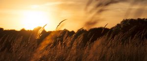 Preview wallpaper reeds, ears, field, sunset, nature, landscape