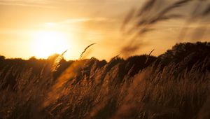 Preview wallpaper reeds, ears, field, sunset, nature, landscape
