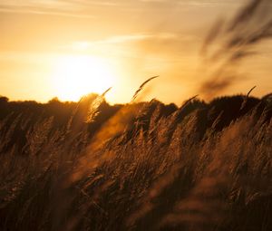 Preview wallpaper reeds, ears, field, sunset, nature, landscape