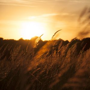 Preview wallpaper reeds, ears, field, sunset, nature, landscape