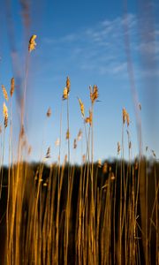 Preview wallpaper reeds, ears, grass, plant, nature