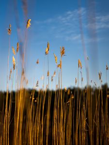 Preview wallpaper reeds, ears, grass, plant, nature