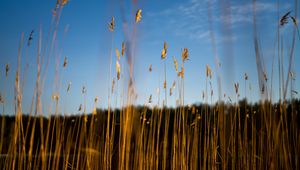 Preview wallpaper reeds, ears, grass, plant, nature