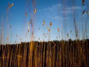 Preview wallpaper reeds, ears, grass, plant, nature