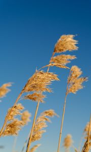 Preview wallpaper reeds, ears, plant, macro