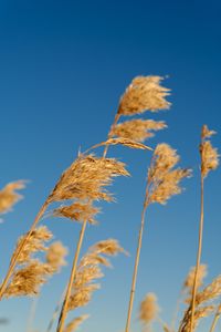 Preview wallpaper reeds, ears, plant, macro
