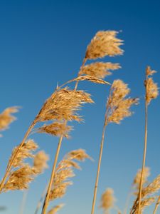 Preview wallpaper reeds, ears, plant, macro