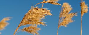 Preview wallpaper reeds, ears, plant, macro