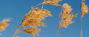 Preview wallpaper reeds, ears, plant, macro