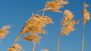 Preview wallpaper reeds, ears, plant, macro