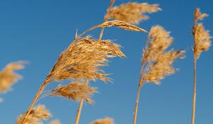 Preview wallpaper reeds, ears, plant, macro