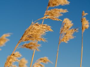 Preview wallpaper reeds, ears, plant, macro