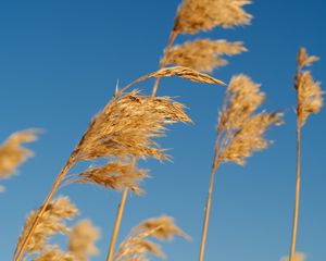 Preview wallpaper reeds, ears, plant, macro