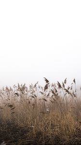 Preview wallpaper reeds, fog, autumn, grass, dry