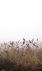 Preview wallpaper reeds, fog, autumn, grass, dry