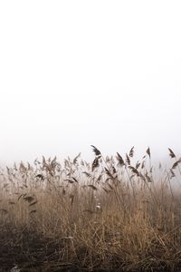 Preview wallpaper reeds, fog, autumn, grass, dry