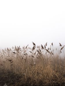 Preview wallpaper reeds, fog, autumn, grass, dry