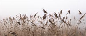 Preview wallpaper reeds, fog, autumn, grass, dry