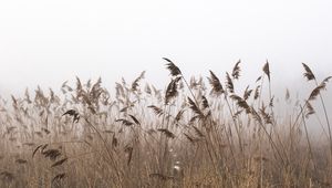 Preview wallpaper reeds, fog, autumn, grass, dry