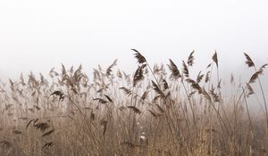 Preview wallpaper reeds, fog, autumn, grass, dry