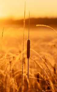 Preview wallpaper reeds, grass, field, sunlight, nature