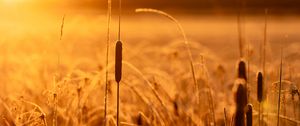 Preview wallpaper reeds, grass, field, sunlight, nature