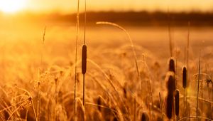 Preview wallpaper reeds, grass, field, sunlight, nature