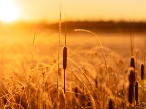 Preview wallpaper reeds, grass, field, sunlight, nature