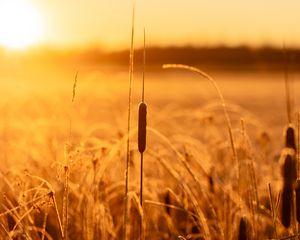 Preview wallpaper reeds, grass, field, sunlight, nature