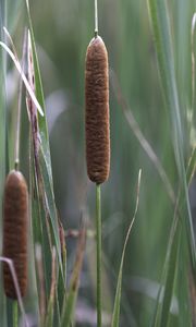 Preview wallpaper reeds, grass, macro, nature, plants