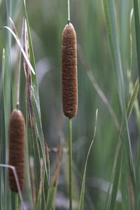 Preview wallpaper reeds, grass, macro, nature, plants