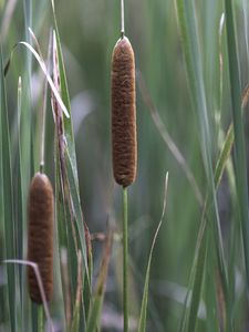 Preview wallpaper reeds, grass, macro, nature, plants