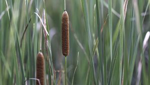 Preview wallpaper reeds, grass, macro, nature, plants