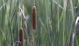 Preview wallpaper reeds, grass, macro, nature, plants