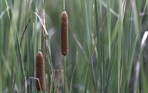 Preview wallpaper reeds, grass, macro, nature, plants