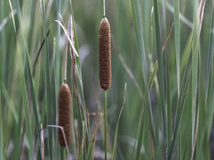 Preview wallpaper reeds, grass, macro, nature, plants