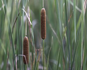 Preview wallpaper reeds, grass, macro, nature, plants