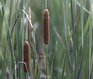 Preview wallpaper reeds, grass, macro, nature, plants