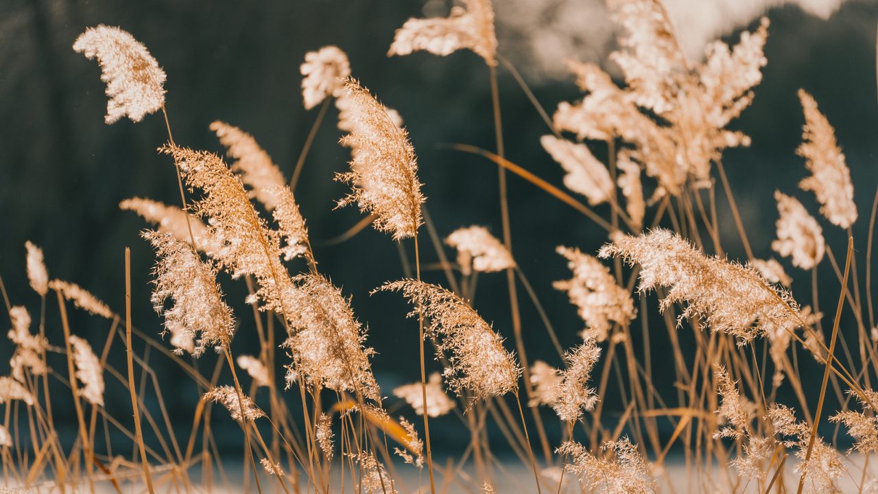 Wallpaper reeds, grass, plant, nature