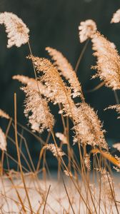 Preview wallpaper reeds, grass, plant, nature