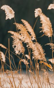 Preview wallpaper reeds, grass, plant, nature