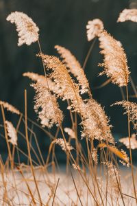 Preview wallpaper reeds, grass, plant, nature