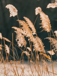 Preview wallpaper reeds, grass, plant, nature