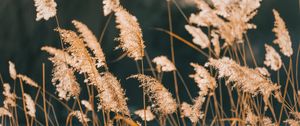 Preview wallpaper reeds, grass, plant, nature
