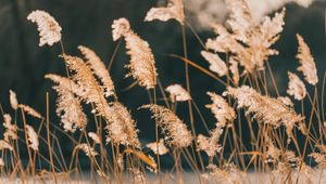 Preview wallpaper reeds, grass, plant, nature